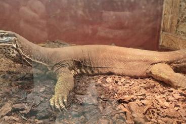 Echsen kaufen und verkaufen Foto: 1.0 varanus panoptes horni Echsen kaufen und verkaufen Foto: 1.0 varanus panoptes horni