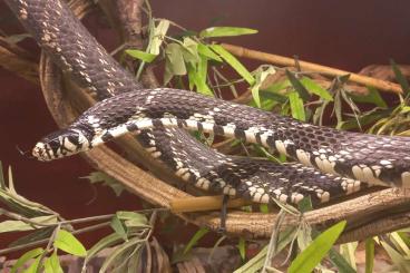 Schlangen kaufen und verkaufen Foto: 1.0 Spilotes Pullatus guyana