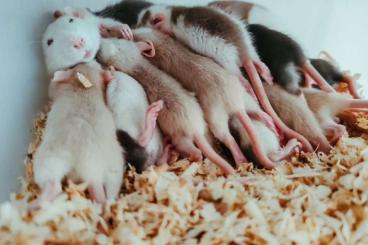 Futtertiere kaufen und verkaufen Foto: For sale frozen rats and mice