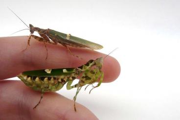 Insekten kaufen und verkaufen Foto: verkaufe nachzuchten von meiner gottesanbeterin, blütenmantis /creobro