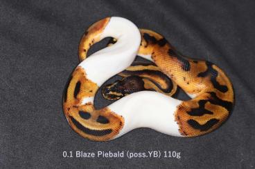 Ball Pythons kaufen und verkaufen Photo: !! SALE !! Houten/Hamm !! SALE!!