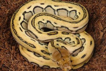 Pythons kaufen und verkaufen Foto: Reticulated python / Netzpython 