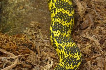 Nattern ungiftige kaufen und verkaufen Photo: Elaphe carinata "High Yellow" Nattern ungiftige kaufen und verkaufen Photo: Elaphe carinata "High Yellow"