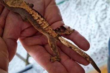Geckos kaufen und verkaufen Foto: Kronengecko - Correlophus ciliatus