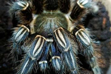 - bird spiders kaufen und verkaufen Photo: Vogelspinnen Versand oder Abholung 