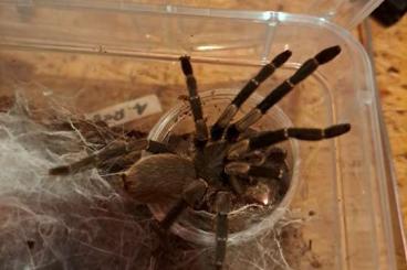 Spiders and Scorpions kaufen und verkaufen Photo: Rare species for weinstadt
