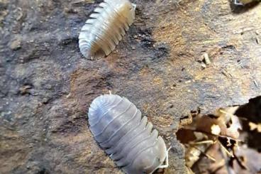 Insekten kaufen und verkaufen Foto: Isopods shipping or houten 01/06 Insekten kaufen und verkaufen Foto: Isopods shipping or houten 01/06