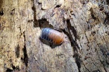 Insects kaufen und verkaufen Photo: Rare isopods for shipping Insects kaufen und verkaufen Photo: Rare isopods for shipping