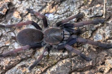 Spinnen und Skorpione kaufen und verkaufen Photo: Bulk sling for sale/trade
