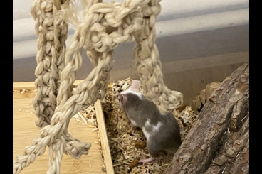 Futtertiere kaufen und verkaufen Foto: Farbmäuse Mäuse Springer 