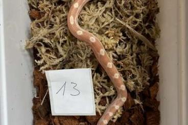 Nattern ungiftige kaufen und verkaufen Foto: Pantherophis guttatus Cornsnake Snow Butter stripe motley NZ 2025 Nattern ungiftige kaufen und verkaufen Foto: Pantherophis guttatus Cornsnake Snow Butter stripe motley NZ 2025