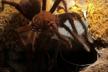 Vogelspinnen kaufen und verkaufen Foto: 1.0 Theraphosa Apophysis RH