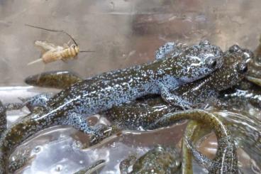 newts and salamanders kaufen und verkaufen Photo: Some juveniles from this year