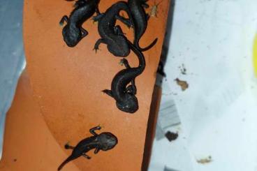 newts and salamanders kaufen und verkaufen Photo: Some juveniles for Hamm show