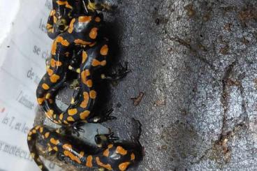 newts and salamanders kaufen und verkaufen Photo: Some juveniles from this year to exchange