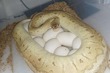 Pythons kaufen und verkaufen Foto: Python Regius new born- sub adult-adult