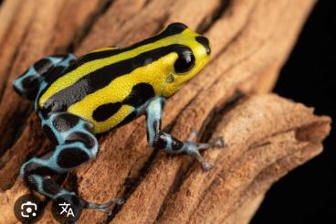 Poison dart frogs kaufen und verkaufen Photo: Suche Ranitomeya Sirensis Hochland Poison dart frogs kaufen und verkaufen Photo: Suche Ranitomeya Sirensis Hochland