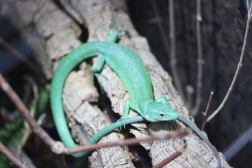 Lizards kaufen und verkaufen Photo: Gastropholis Prasina & Calotes Calotes