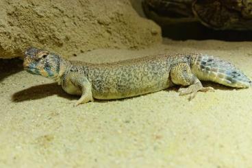 Agamen kaufen und verkaufen Foto: Suche Uromastyx thomasi Weibchen/Jungtier