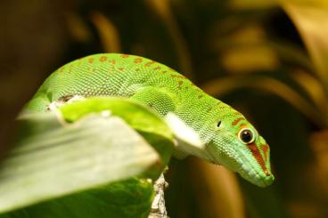 Geckos kaufen und verkaufen Foto: Großer Madagaskar Taggecko (Phelsuma grandis) NZ 21 abzugeben.