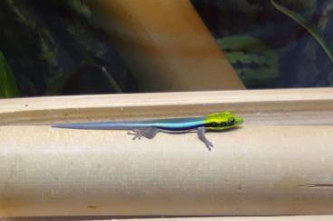 Geckos kaufen und verkaufen Foto: Biete Taggecko Phelsuma Klemmeri 0.0.6