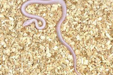 Snakes kaufen und verkaufen Photo: Available for Hamm in March