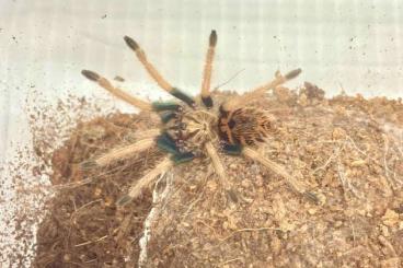Spinnen und Skorpione kaufen und verkaufen Foto: Available for Hamm in March