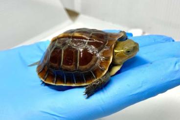 Sumpfschildkröten kaufen und verkaufen Foto: Available for Hamm in March