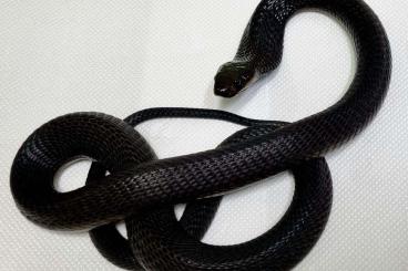 Snakes kaufen und verkaufen Photo: Naja Nivea (dark from) cb23 