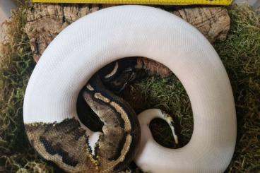 Ball Pythons kaufen und verkaufen Photo: Königspython Python regius Piebald