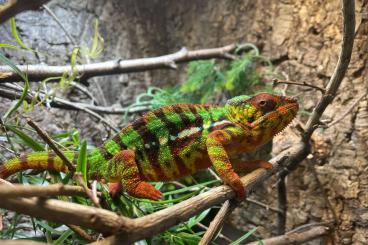 Chamaeleons kaufen und verkaufen Photo: Zuchtgruppen an F. pardalis abzugeben 