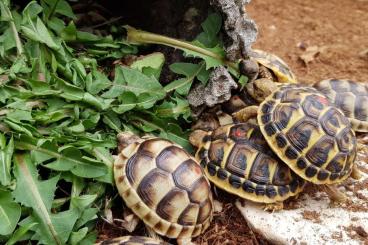 Landschildkröten kaufen und verkaufen Foto: TESTUDO                                         