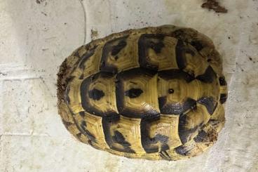 Landschildkröten kaufen und verkaufen Foto: TESTUDO                                         