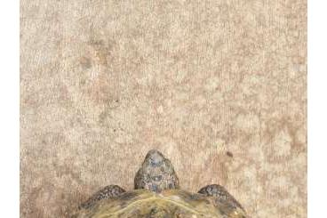 Landschildkröten kaufen und verkaufen Foto: Testudo                           