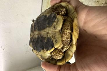 Landschildkröten kaufen und verkaufen Foto: 1,0 Testudo Hermanni Böttgeri Semi Adult Landschildkröten kaufen und verkaufen Foto: 1,0 Testudo Hermanni Böttgeri Semi Adult