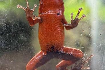 Poison dart frogs kaufen und verkaufen Photo: 0.0.3 pumilio bribri available for Hamm