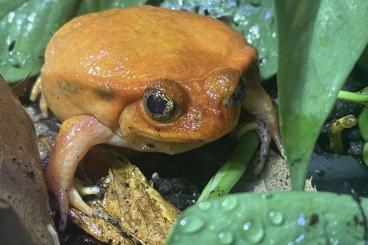 frogs kaufen und verkaufen Photo: 1.0 Dyscophus guineti ( Tomatenfrosch)abzugeben frogs kaufen und verkaufen Photo: 1.0 Dyscophus guineti ( Tomatenfrosch)abzugeben