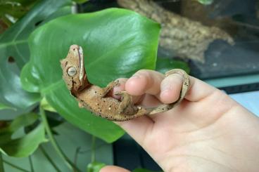 Geckos kaufen und verkaufen Foto: 1.0 Correlophus Ciliatus/ Superdalmatiner
