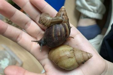 Schnecken kaufen und verkaufen Foto: 3 Lissachatina fulica (verschiedene Farben)