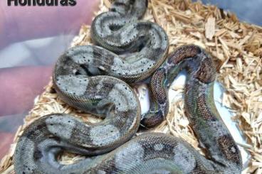 Boas kaufen und verkaufen Foto: Boa constrictor Onyx Honduras 