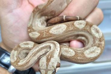 Boas kaufen und verkaufen Foto: Onyx boa constrictor imperator 2023