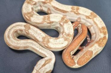 Snakes kaufen und verkaufen Photo: Boa constrictor Onyx Honduras Snakes kaufen und verkaufen Photo: Boa constrictor Onyx Honduras