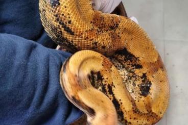 Boas kaufen und verkaufen Foto: Img sunset boa constrictor imperator 