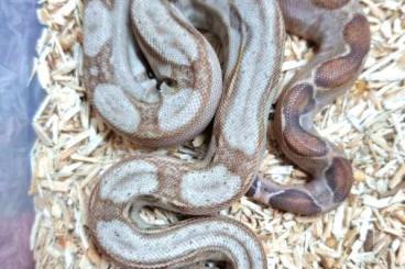 Boas kaufen und verkaufen Foto: Boa constrictor Onyx 2023