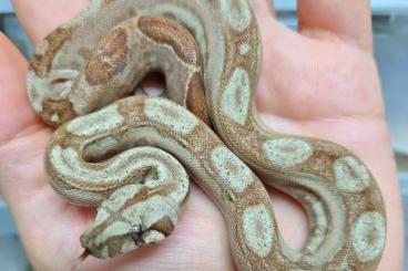 Boas kaufen und verkaufen Foto: Boa constrictor Onyx 2023