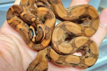 Boas kaufen und verkaufen Foto: Boa constrictor Nicaragua blood/T+ Boas kaufen und verkaufen Foto: Boa constrictor Nicaragua blood/T+