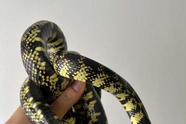 Schlangen kaufen und verkaufen Foto: 1.1 Lampropeltis getula splendida