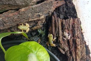 frogs kaufen und verkaufen Photo: Bombina orientalis t+ und hetero t+ albino