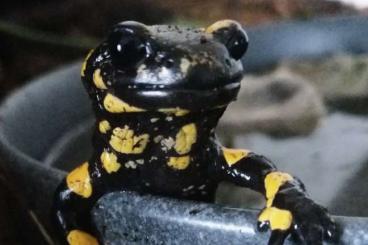 salamanders kaufen und verkaufen Photo: Feuersalamander Nachzuchten salamanders kaufen und verkaufen Photo: Feuersalamander Nachzuchten