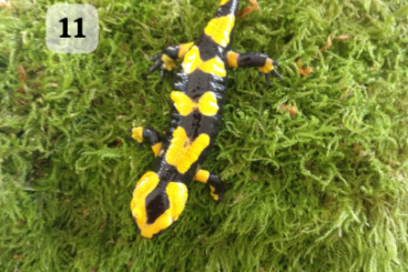 newts and salamanders kaufen und verkaufen Photo: Feuersalamander ENZ 1.0 und 0.1 newts and salamanders kaufen und verkaufen Photo: Feuersalamander ENZ 1.0 und 0.1
